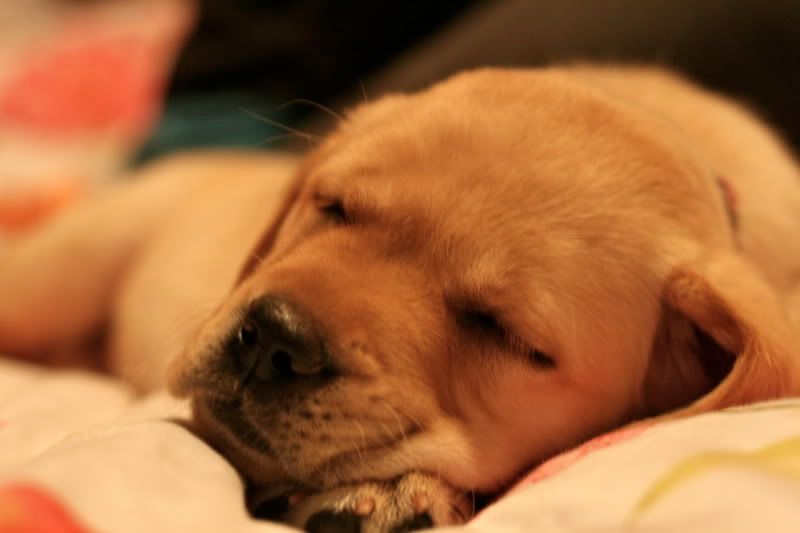 IMAGE: http://i33.photobucket.com/albums/d74/sebgalofaro/Dogs/IMG_3670.jpg