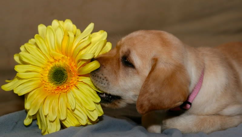 IMAGE: http://i33.photobucket.com/albums/d74/sebgalofaro/Dogs/IMG_3712.jpg