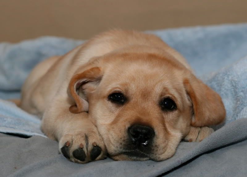 IMAGE: http://i33.photobucket.com/albums/d74/sebgalofaro/Dogs/IMG_3741.jpg