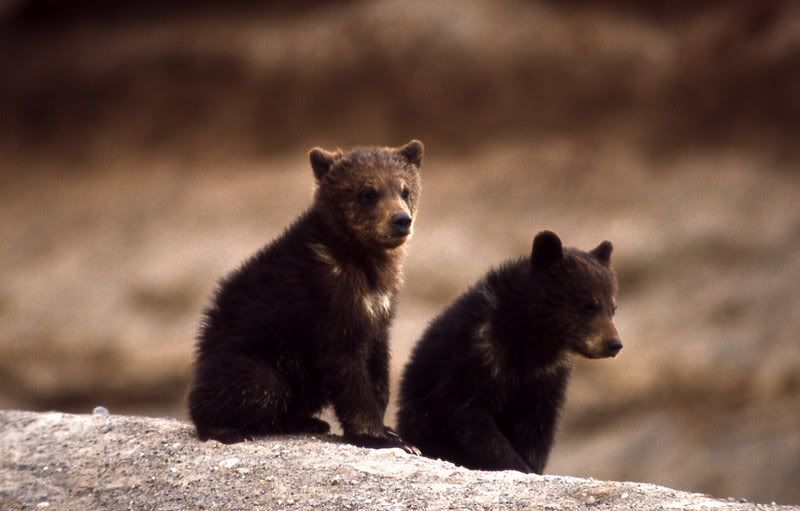 black bear cubs