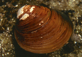 Asian Clam