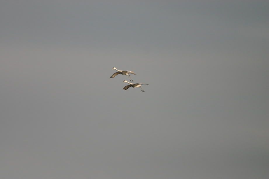 IMAGE: http://i33.photobucket.com/albums/d77/D2FootballLuvr/FLoridapond12-11-05006.jpg