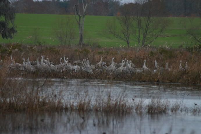 IMAGE: http://i33.photobucket.com/albums/d77/D2FootballLuvr/FLoridapond12-11-05044.jpg