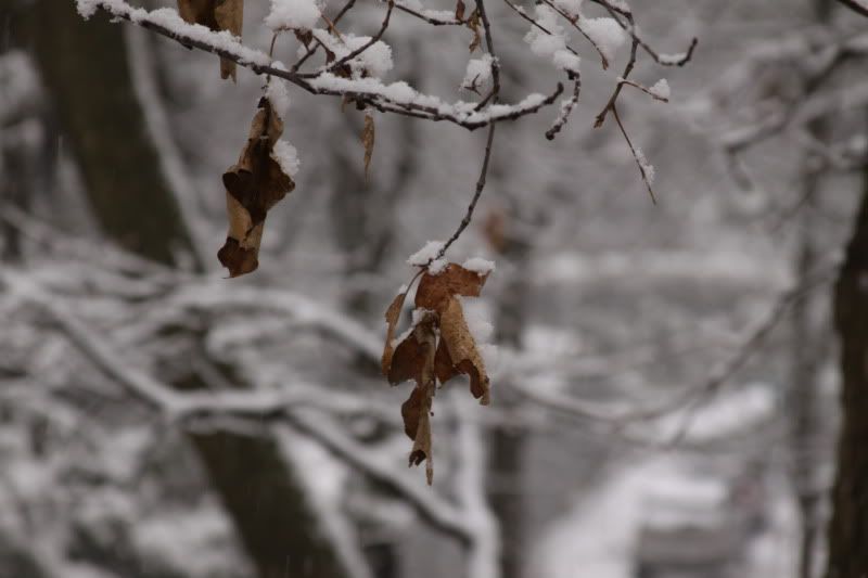 IMAGE: http://i33.photobucket.com/albums/d77/DKMoy118/Photography/IMG_3813.jpg