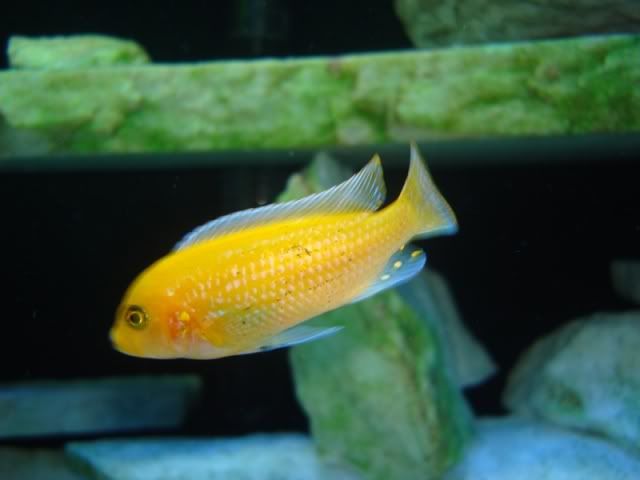 cichlid black spot