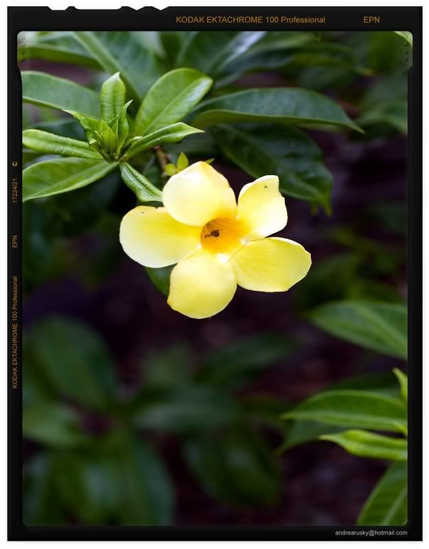 IMAGE: http://i33.photobucket.com/albums/d77/rickrockin/Border_Ektachrome.jpg