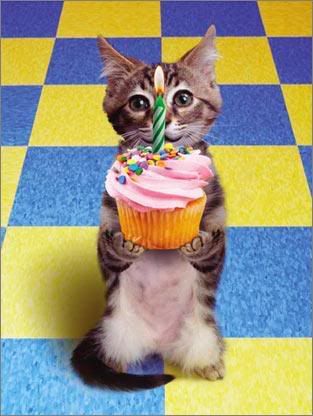 happy birthday cat picture. Birthday Cat HAPPY BIRTHDAY!