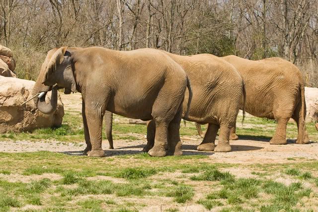 IMAGE: http://i33.photobucket.com/albums/d81/GrendelZ/3Ladies.jpg