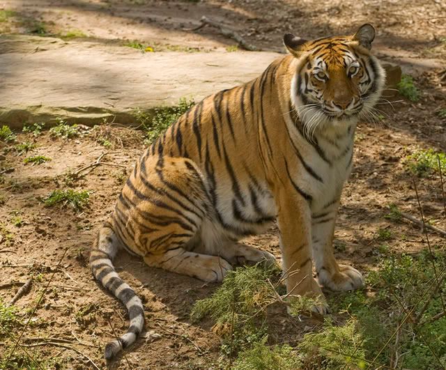 IMAGE: http://i33.photobucket.com/albums/d81/GrendelZ/TigerStare.jpg