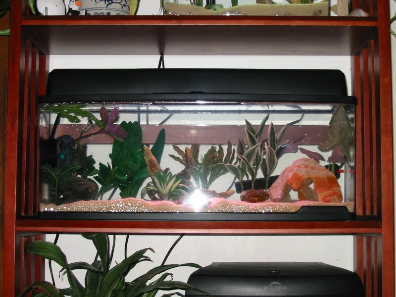 6 6 Gallon Bookshelf Tank. He's in the bookcase tank.