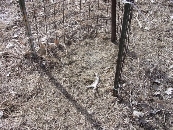 Deer Antler Shed Traps