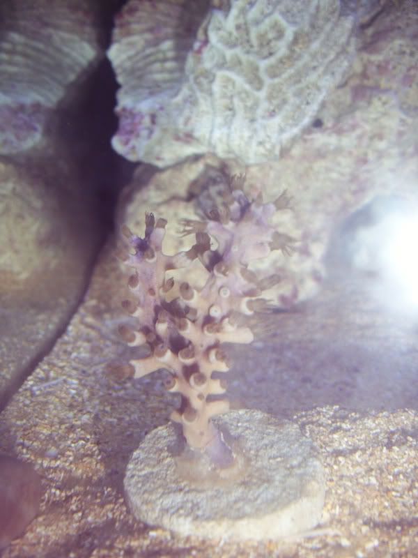 Wild Zoanthids The Reef Tank