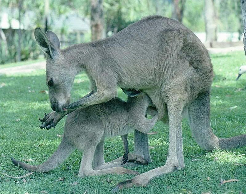 - kangaroo-mother_baby