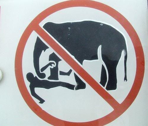 Proibido brincar de lutinha com o elefante