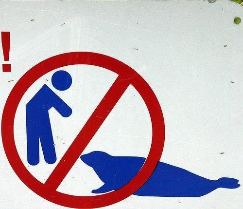 Proibido discutir com as focas