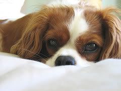 Cavalier King Charles Pictures, Images and Photos