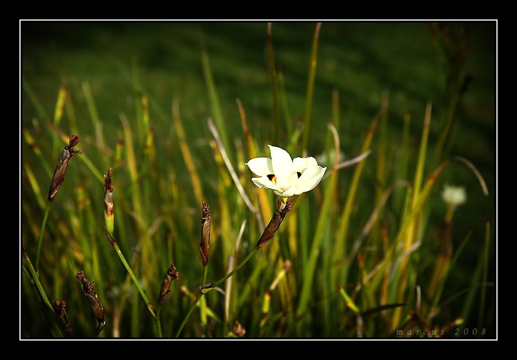 IMAGE: http://i33.photobucket.com/albums/d87/03whitecivic/IMG_0081copy.jpg