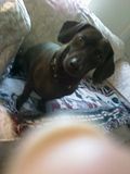Chewie001.jpg image by shales24