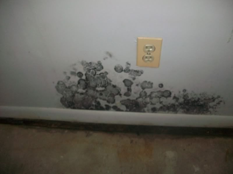 Black mold and renters rights??? Michigan Reefers