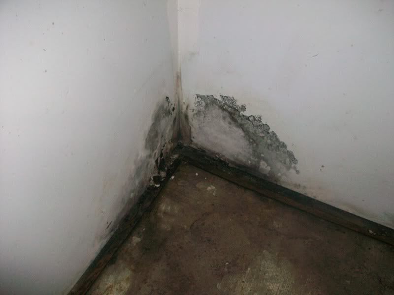 Black mold and renters rights??? Michigan Reefers