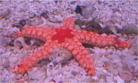 100 1850 - Inverts comonly available at The Fish Doctors Ypsilanti!!!