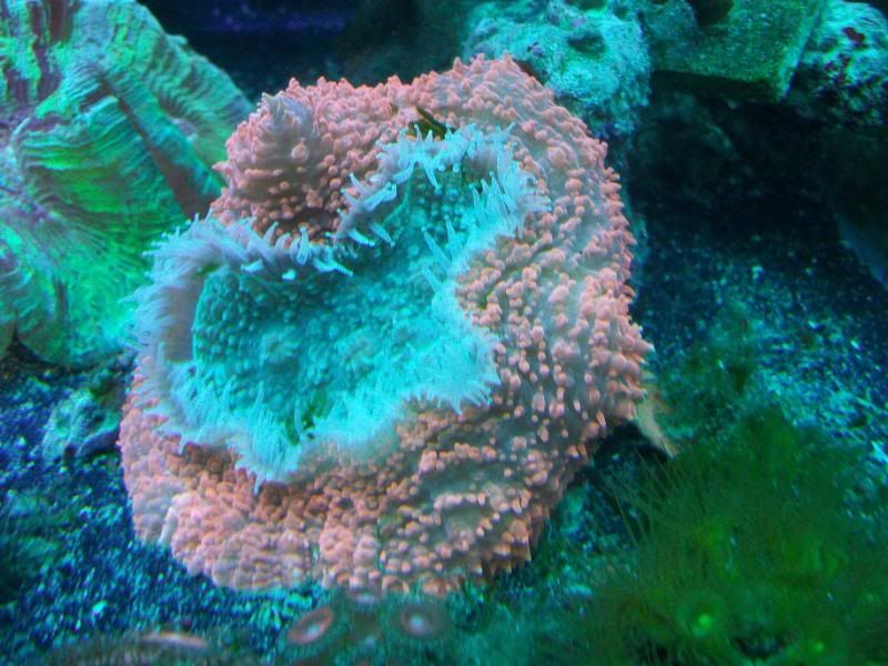 100 1923 1 - coral id plz