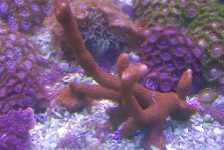100 2195 - Did someone say zoas and sticks??? And a few other odds and ends?