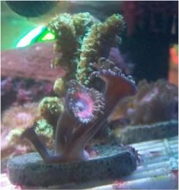 100 2200 - Did someone say zoas and sticks??? And a few other odds and ends?