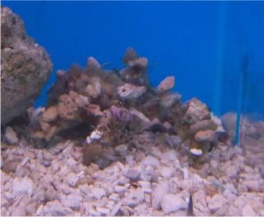 100 2221 - Inverts comonly available at The Fish Doctors Ypsilanti!!!