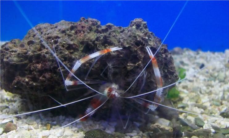 100 2541 - Inverts comonly available at The Fish Doctors Ypsilanti!!!