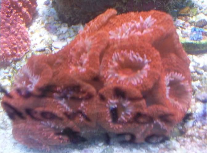 100 2640 - Start the new year right! With a hot coral!!! Got plenty in Ypsi!!