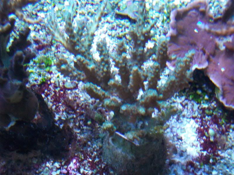 100 2714 - Did someone say zoas and sticks??? And a few other odds and ends?