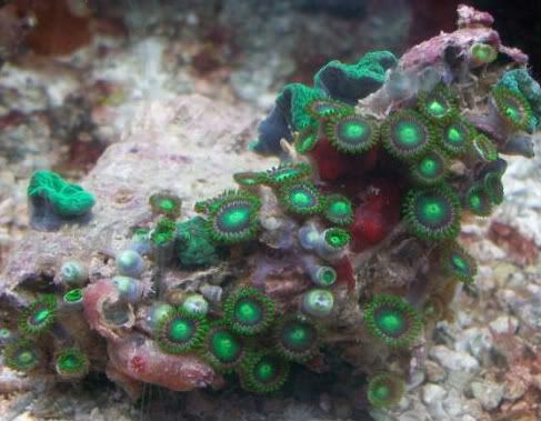 100 2778 - Did someone say zoas and sticks??? And a few other odds and ends?