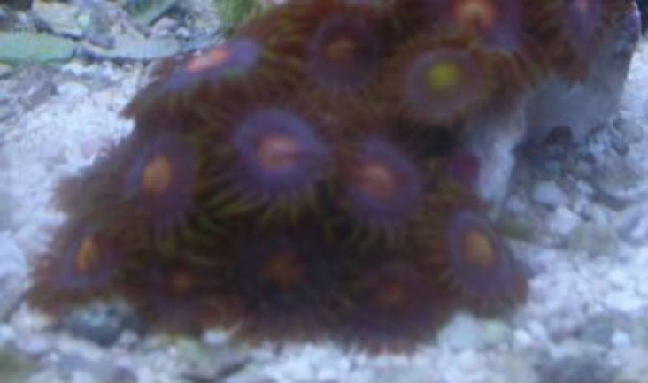 100 2798 - Did someone say zoas and sticks??? And a few other odds and ends?