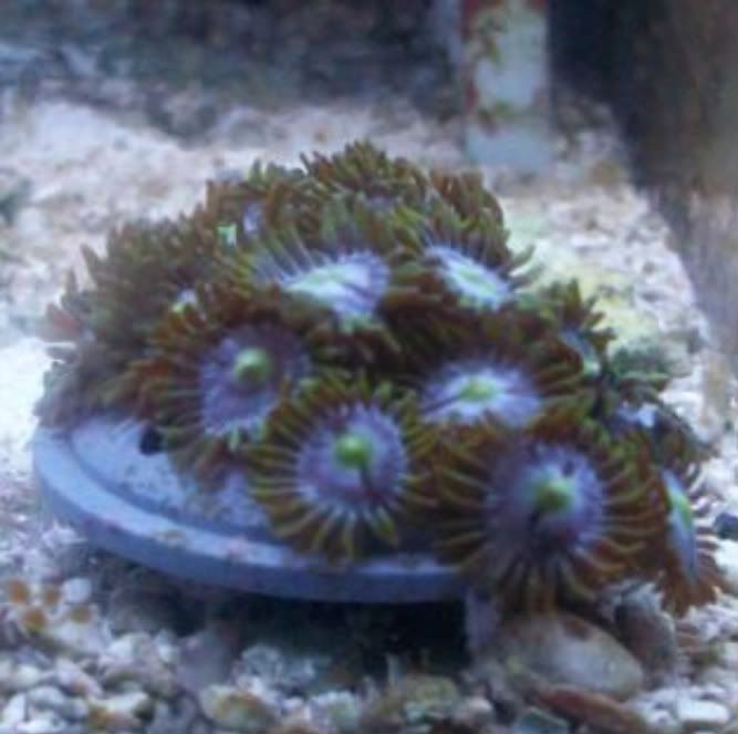 100 2799 - Did someone say zoas and sticks??? And a few other odds and ends?