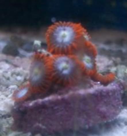 100 2800 - Did someone say zoas and sticks??? And a few other odds and ends?