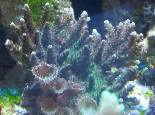 100 2823 - Did someone say zoas and sticks??? And a few other odds and ends?