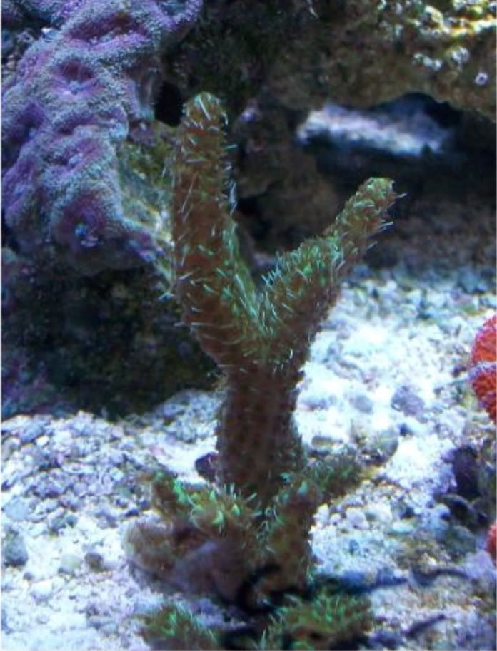 100 2872 - Did someone say zoas and sticks??? And a few other odds and ends?