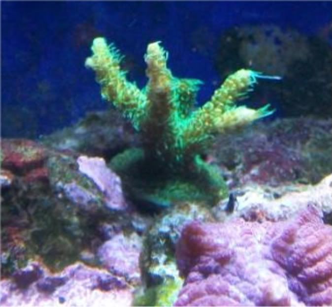 100 2874 - Did someone say zoas and sticks??? And a few other odds and ends?
