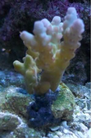 100 2875 - Did someone say zoas and sticks??? And a few other odds and ends?