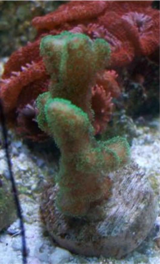 100 2878 - Did someone say zoas and sticks??? And a few other odds and ends?