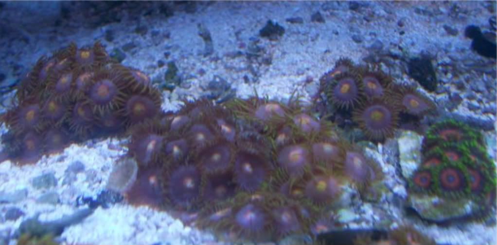 100 2882 - Did someone say zoas and sticks??? And a few other odds and ends?