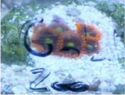 100 2883 - Did someone say zoas and sticks??? And a few other odds and ends?