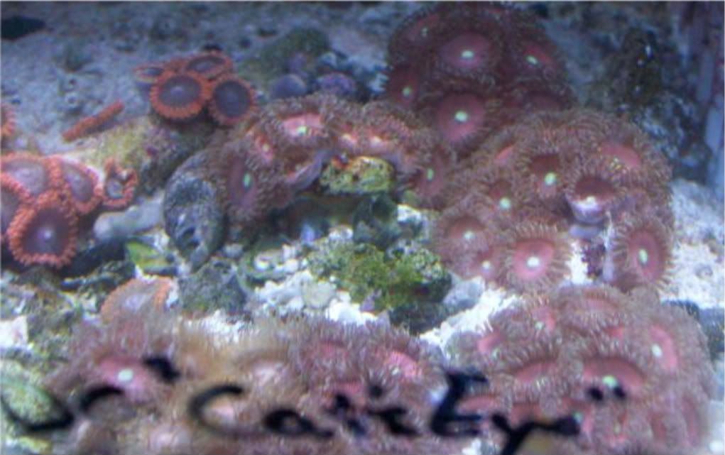 100 2884 - Did someone say zoas and sticks??? And a few other odds and ends?