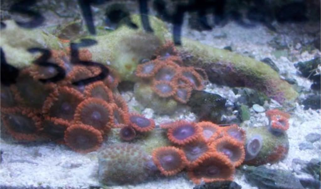100 2886 - Did someone say zoas and sticks??? And a few other odds and ends?