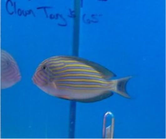 100 2893 - Check out these fish at The Fish Doctor, Ypsilanti!!!