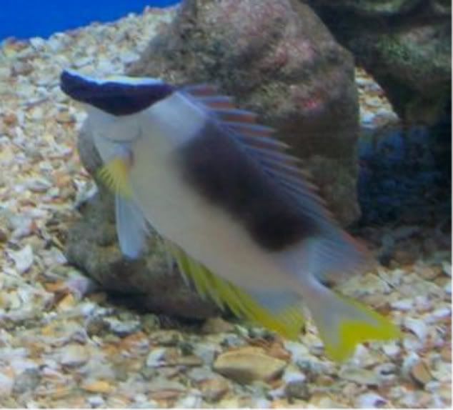 100 2897 - Check out these fish at The Fish Doctor, Ypsilanti!!!