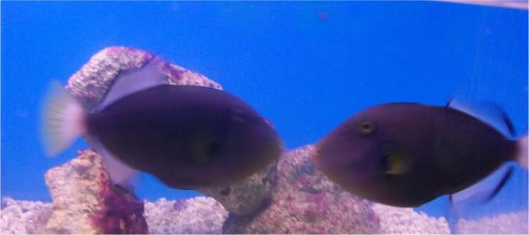 100 2902 - Check out these fish at The Fish Doctor, Ypsilanti!!!