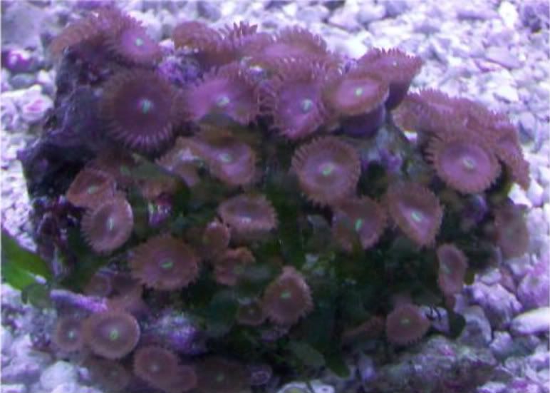 100 2909 - Did someone say zoas and sticks??? And a few other odds and ends?