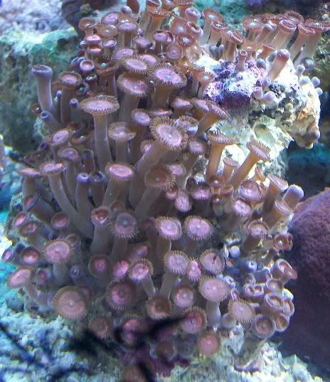 100 2947 - Large chunks of zoas!!!! Unbeatable prices!!!